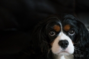 Zeiss Batis 135 First Samples-6