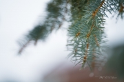 Zeiss Batis 135 First Samples-9