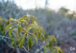 FF Bokeh-2