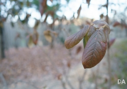 FF Bokeh-3