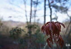 FF Bokeh-4