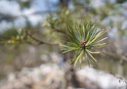 FF Bokeh-6