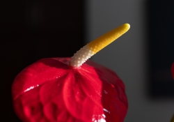 32 Images-7 32 Images-7