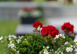21-Bokeh-3