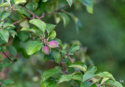 21-Bokeh
