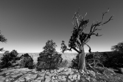 Ancient Sentinel