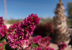21 Bokeh-2