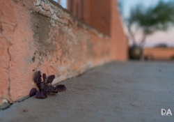 21 Bokeh-4