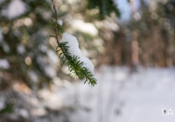 21 Bokeh-6