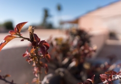 21 Bokeh