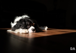 21 Sleeping Dogs