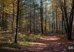 25 Forest