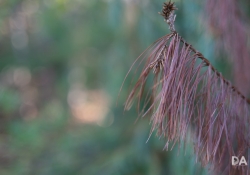 27 Bokeh-2