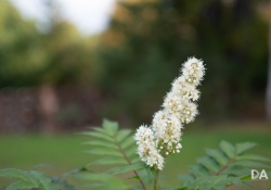 27 Bokeh-5