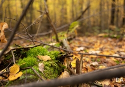 27 Bokeh-7