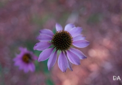 27 Bokeh