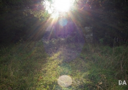 29 Flare-3