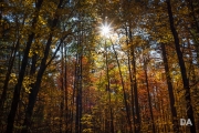 Airport Woods-11