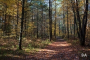 Airport Woods-12