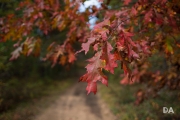 Airport Woods-3