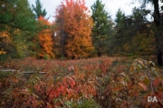 Airport Woods-4