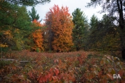 Airport Woods-5