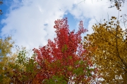 Airport Woods-6