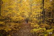 Airport Woods-7