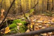 Airport Woods-8
