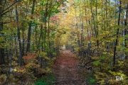 Airport Woods-9