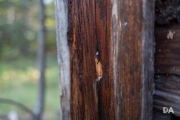 Early Autumn-11