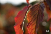 Early Autumn-17