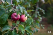 Early Autumn-2