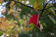 Early Autumn-3