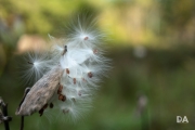 Early Autumn-4