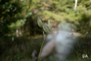 Early Autumn-5
