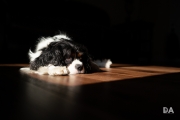 Sleeping Dogs-6