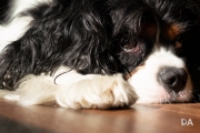 Sleeping Dogs-7