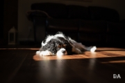 Sleeping Dogs