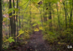02 Bokeh