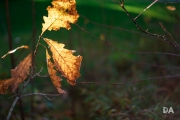 Autumn Goodness-3