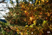 Mixed Samples-14