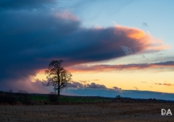 18 Landscape-4