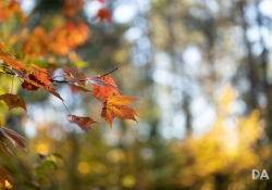22 Bokeh-10