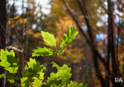 22 Bokeh-12