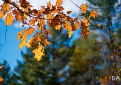 22 Bokeh-13