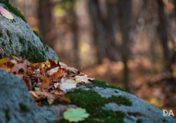 22 Bokeh-15