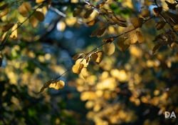22 Bokeh-3