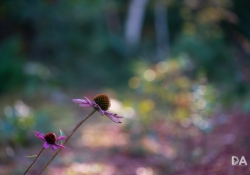 22 Bokeh-5