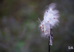 22 Bokeh-6